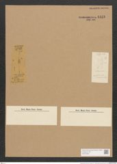 Diatomeae indet. (de-Toni-Nr.: Species 2131 ?) Zeichnungen Sammlung Grunow Nr. 4443 (NHMW-BOT-W0372405)
